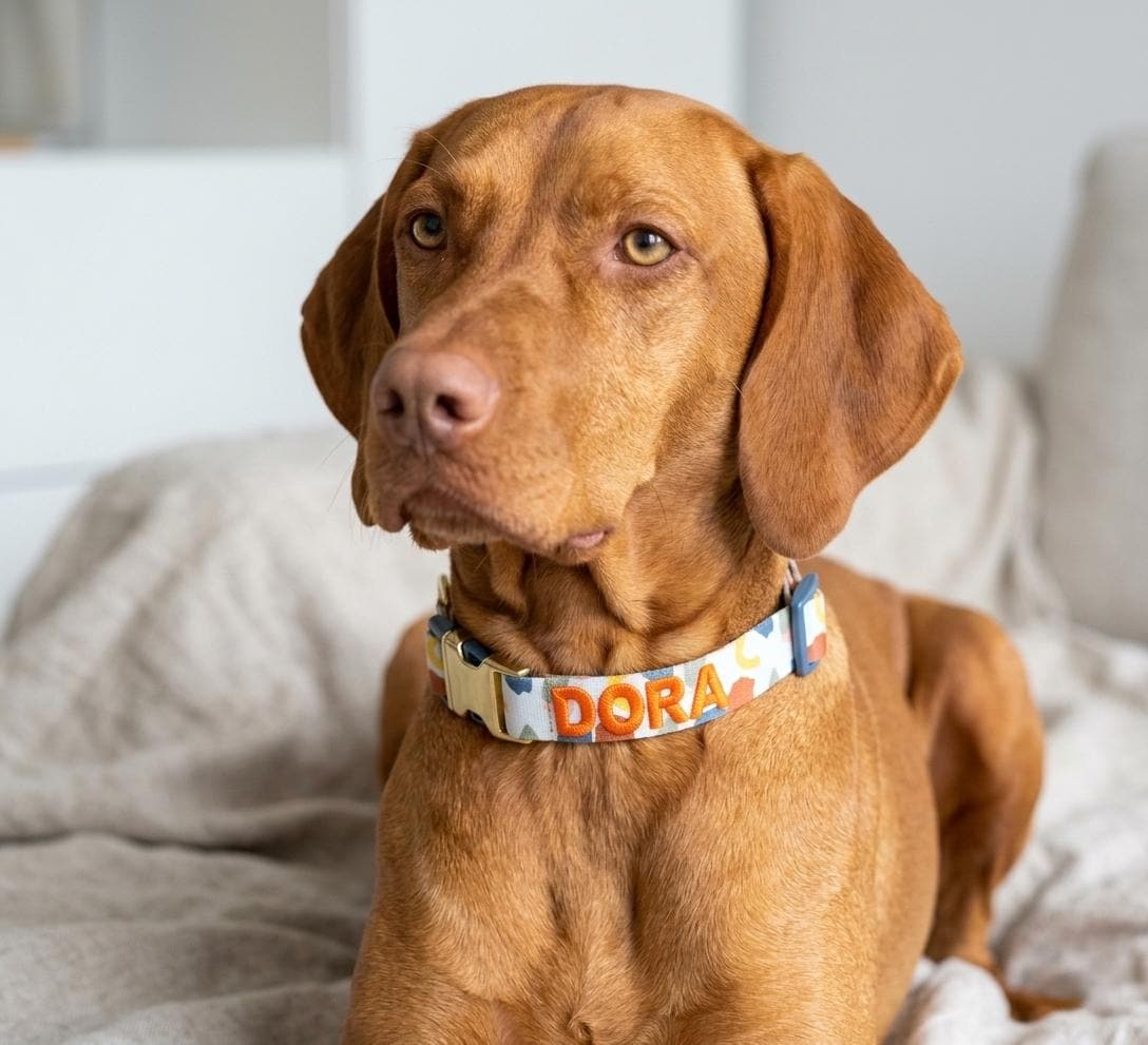 Custom Embroidered Dog Collar | Modern Abstract Pattern, Gold Hardware Pet Collar